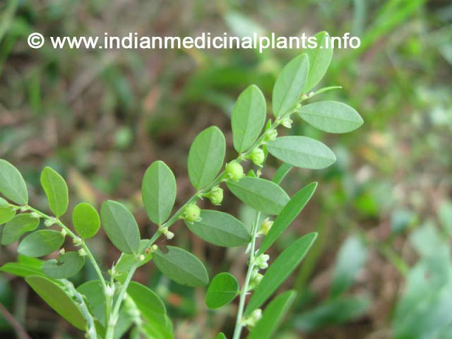 Phyllanthus niruri - bhu amalaki  boo amalaki